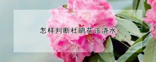 怎样判断杜鹃花该浇水,第1图