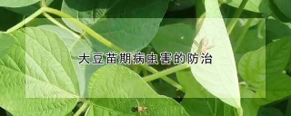 大豆苗期病虫害的防治,第1图