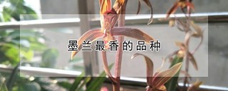 墨兰最香的品种,第1图