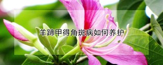 羊蹄甲得角斑病如何养护,第1图