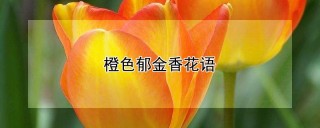 橙色郁金香花语,第1图