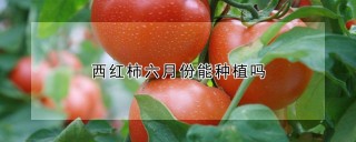 西红柿六月份能种植吗,第1图