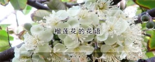 榴莲花的花语,第1图