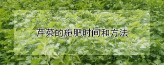 芹菜的施肥时间和方法,第1图