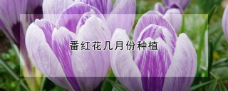 番红花几月份种植,第1图