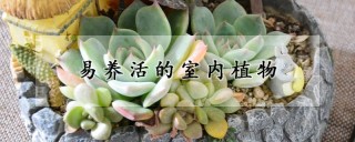 易养活的室内植物,第1图