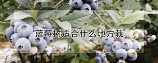 蓝莓树适合什么地方栽,第1图