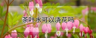 茶叶水可以浇花吗,第1图