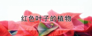 红色叶子的植物,第1图