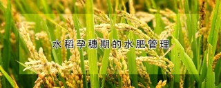 水稻孕穗期的水肥管理,第1图