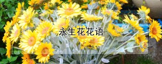 永生花花语,第1图