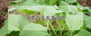 油菜几天发芽出苗,第1图