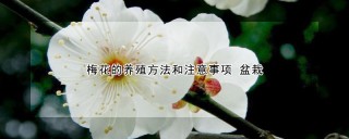 梅花的养殖方法和注意事项 盆栽,第1图