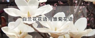 白兰花花语与雏菊花语,第1图