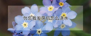 勿忘我发芽后怎么浇水,第1图