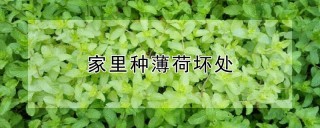 家里种薄荷坏处,第1图