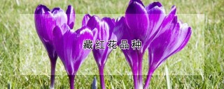 藏红花品种,第1图