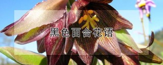 黑色百合花语,第1图