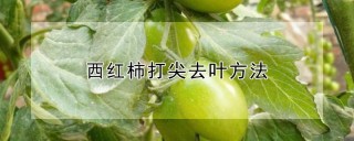 西红柿打尖去叶方法,第1图