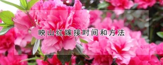 映山红嫁接时间和方法,第1图