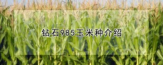 钻石985玉米种介绍,第1图