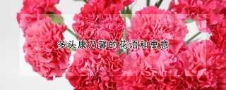 多头康乃馨的花语和寓意,第1图