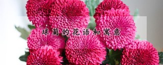 球菊的花语和寓意,第1图