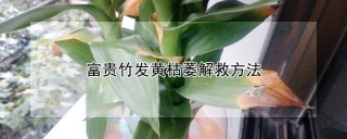 富贵竹发黄枯萎解救方法,第1图