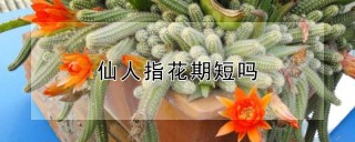 仙人指花期短吗,第1图