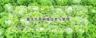 露天生菜种植技术与管理,第1图