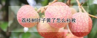 荔枝树叶子黄了怎么补救,第1图