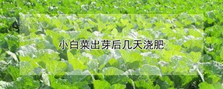 小白菜出芽后几天浇肥,第1图