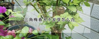 三角梅春天不发芽怎么办,第1图