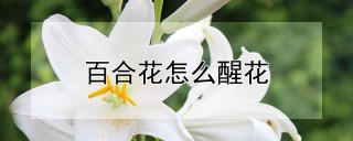 百合花怎么醒花,第1图