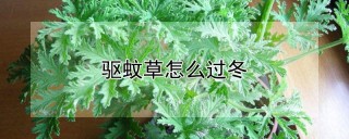 驱蚊草怎么过冬,第1图