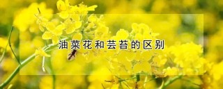 油菜花和芸苔的区别,第1图