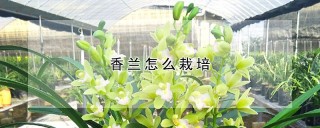 香兰怎么栽培,第1图