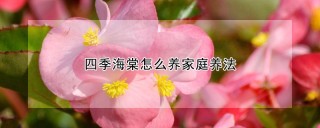 四季海棠怎么养家庭养法,第1图