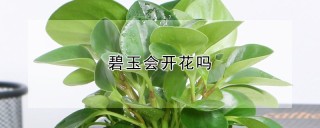 碧玉会开花吗,第1图