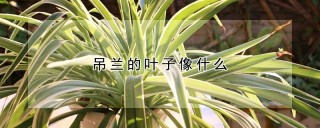 吊兰的叶子像什么,第1图