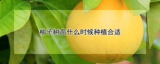 柚子树苗什么时候种植合适,第1图