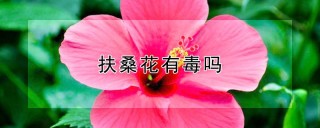 扶桑花有毒吗,第1图