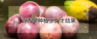 百香果种植多久才结果,第1图