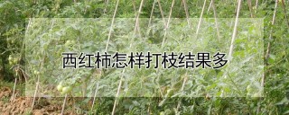 西红柿怎样打枝结果多,第1图