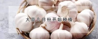 大蒜几月份开始种植,第1图