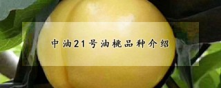 中油21号油桃品种介绍,第1图