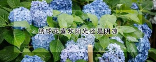 绣球花喜欢阳光还是阴凉,第1图