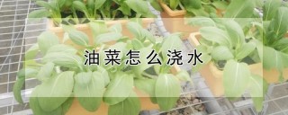 油菜怎么浇水,第1图