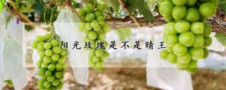 阳光玫瑰是不是晴王,第1图