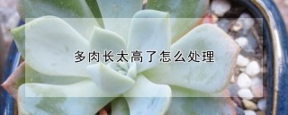 多肉长太高了怎么处理,第1图